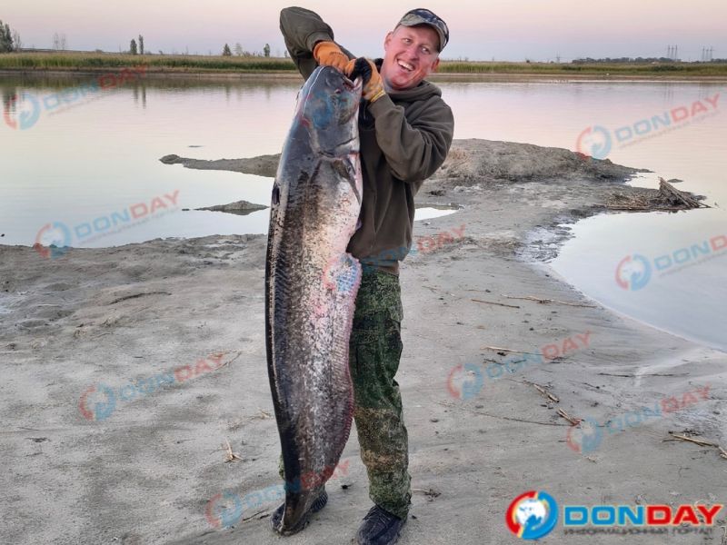 Огромного сома ростом с человека вновь поймал рыбак из Ростовской области