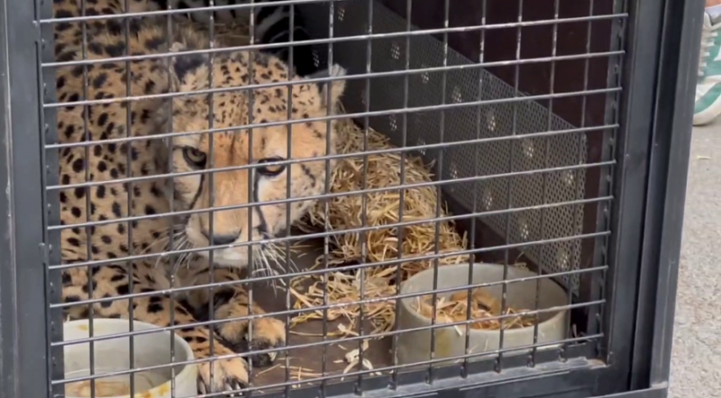 В зоопарк Ростова из Казани приехал гепард